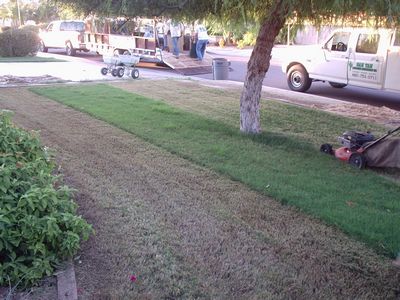 How do you dethatch a lawn?