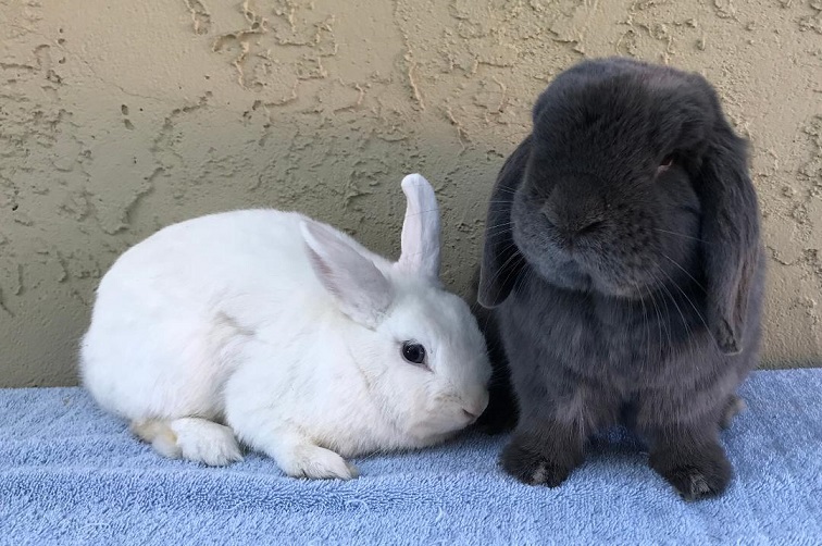netherland dwarf rabbit adopt