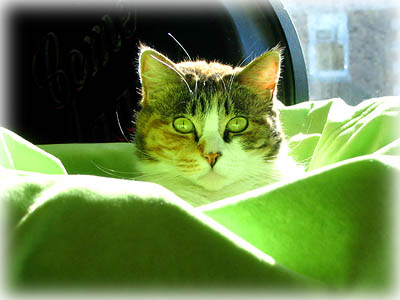Cat in Lime Green Bean Bag Chair